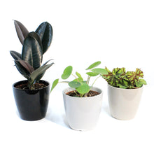Load image into Gallery viewer, 4IN Tropical Assorted In Everyday Pots