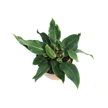 Load image into Gallery viewer, Anthurium, 4in, Plowmanii