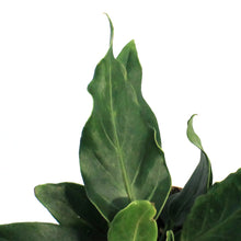 Load image into Gallery viewer, Anthurium, 4in, Plowmanii