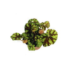 Load image into Gallery viewer, Begonia, 4in, Rex Mauritius