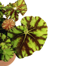 Load image into Gallery viewer, Begonia, 4in, Rex Mauritius