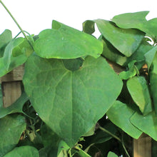 Load image into Gallery viewer, Aristolochia 10in Dutchmans Pipe