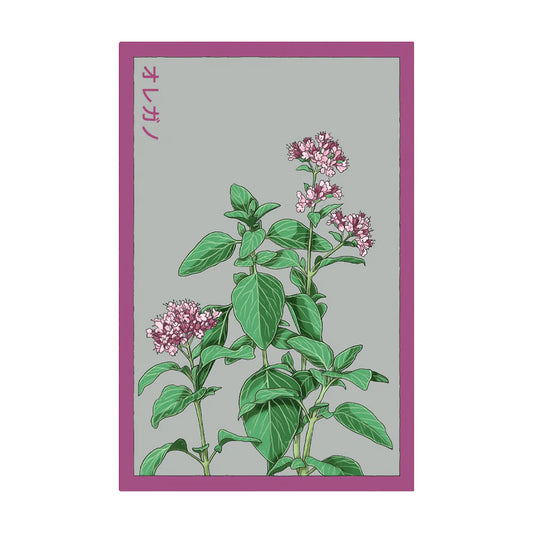 Oregano - Seeds,