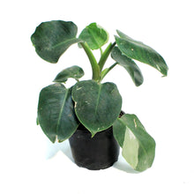 Load image into Gallery viewer, Philodendron, 6in, Punctata White Ver