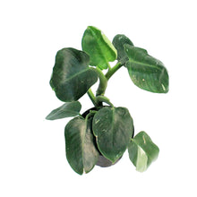 Load image into Gallery viewer, Philodendron, 6in, Punctata White Ver