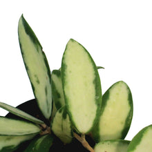 Load image into Gallery viewer, Hoya, 2.5 in, Acuta Inner Variegated