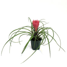 Load image into Gallery viewer, Tillandsia 2in Cyanea