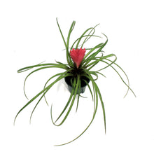 Load image into Gallery viewer, Tillandsia 2in Cyanea