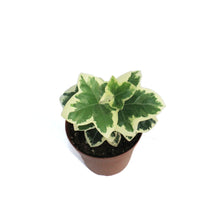 Load image into Gallery viewer, Fatshedera Angyo Star