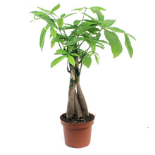 Load image into Gallery viewer, Pachira, 5in, Money Tree Braid