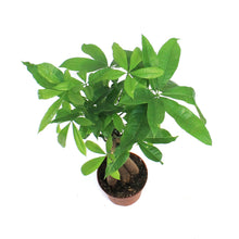 Load image into Gallery viewer, Pachira, 5in, Money Tree Braid