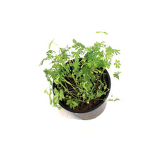 Load image into Gallery viewer, Sensitive Plant, Momosa, 4in