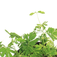 Load image into Gallery viewer, Sensitive Plant, Momosa, 4in