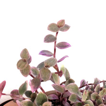 Load image into Gallery viewer, Tradescantia, 4in, Pink Panther, Hanging Basket