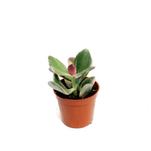 Load image into Gallery viewer, Succulent, 2.5in, Jade Variegated