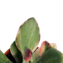 Load image into Gallery viewer, Succulent, 2.5in, Jade Variegated