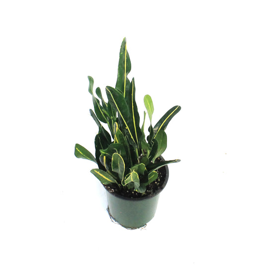 Croton, 3.5in, Banana