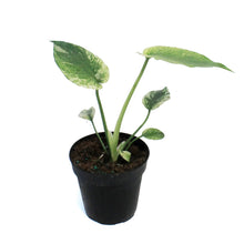 Load image into Gallery viewer, Monstera, 4in, Mint Variegated