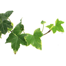 Load image into Gallery viewer, Ivy, 4in,Gold Child