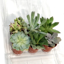 Load image into Gallery viewer, 1.5in Succulent Mini Greenhouse