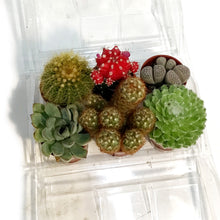 Load image into Gallery viewer, 1.5in Rainbow Mix Mini Greenhouse