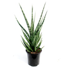 Load image into Gallery viewer, Sansevieria, 4in,Tom Gracillis