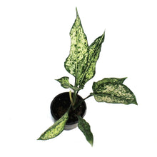 Load image into Gallery viewer, Aglaonema, 4in, Wintry Winehouse