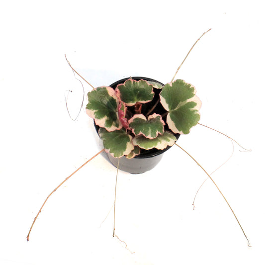 Begonia, 4in, Strawberry Triocolor
