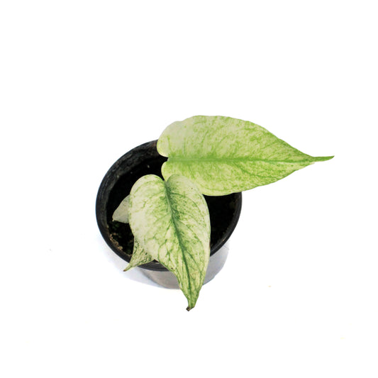 Monstera, 4in,White Monster