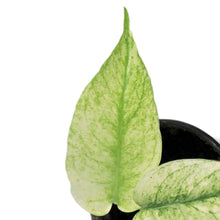 Load image into Gallery viewer, Monstera, 4in,White Monster