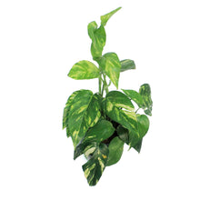 Load image into Gallery viewer, Epipremnum 6in Yellow Surprise Varigated