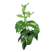 Load image into Gallery viewer, Epipremnum 6in Yellow Surprise Varigated