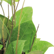 Load image into Gallery viewer, Hoya, 6in, Parasitica Splash