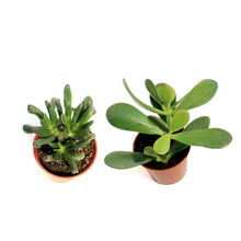 Load image into Gallery viewer, Succulent, 2.5in, Jade Assorted