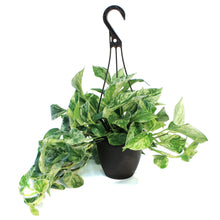 Load image into Gallery viewer, Pothos, 6.5in, Marble Queen, Hanging Basket
