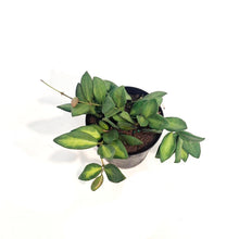 Load image into Gallery viewer, Hoya, 4in, Burtoniae Variegated