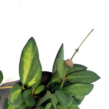 Load image into Gallery viewer, Hoya, 4in, Burtoniae Variegated