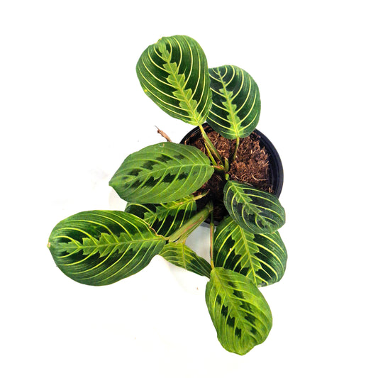 Maranta, 4in, Lemon,