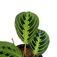 Load image into Gallery viewer, Maranta, 4in, Lemon,