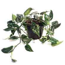 Load image into Gallery viewer, Scindapsus, 6in, Black Splash