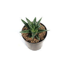 Load image into Gallery viewer, Aloe Vera, 3.5in, Juvenna
