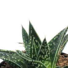 Load image into Gallery viewer, Aloe Vera, 3.5in, Juvenna