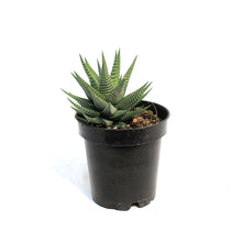 Load image into Gallery viewer, Haworthia, 3.5in, White 'Zebra Plant'