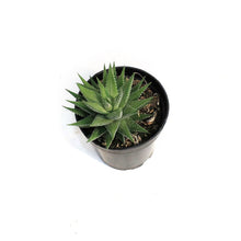 Load image into Gallery viewer, Haworthia, 3.5in, White 'Zebra Plant'