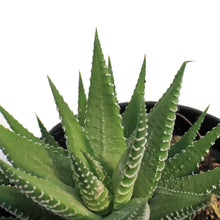 Load image into Gallery viewer, Haworthia, 3.5in, White 'Zebra Plant'