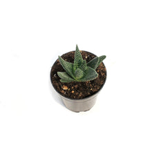 Load image into Gallery viewer, Succulent, 3.5in, Gasteria Royal Highness