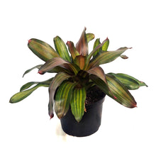 Load image into Gallery viewer, Bromeliad, 6in, Freddy