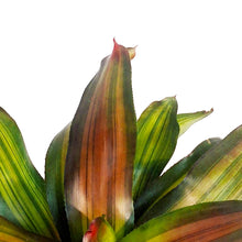 Load image into Gallery viewer, Bromeliad, 6in, Freddy