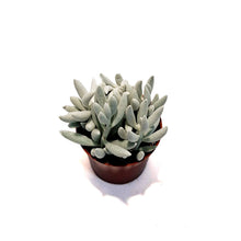 Load image into Gallery viewer, Succulent, 2.5in, Ghost Plant