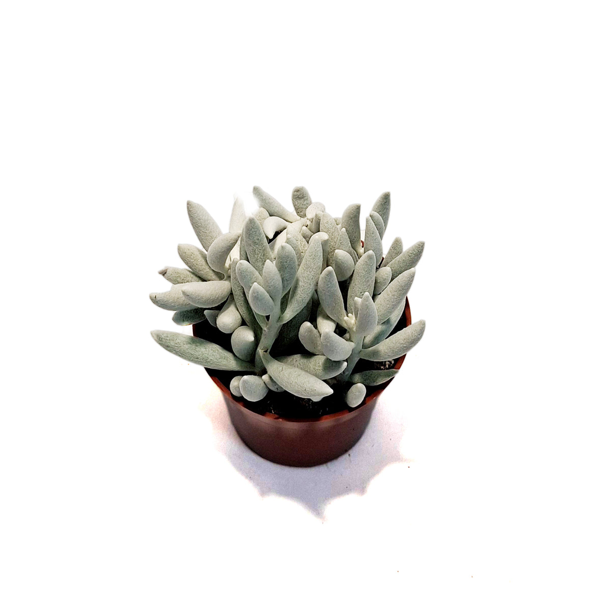 Succulent, 2.5in, Ghost Plant – Floral Acres Greenhouse & Garden Centre